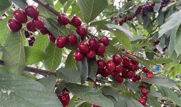 大櫻桃成熟紅滿枝 櫻川虹喜迎豐收季